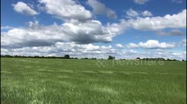 Bedfordshire countryside's sea of grass mesmerizingly sways in the wind