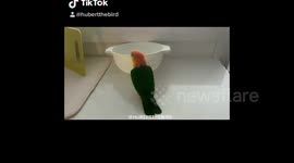 Bird Accidentally Flips Treat Basket Over Itself