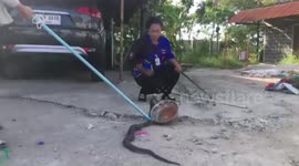 King cobra rescued after getting stuck in casserole pot handle in Thailand