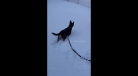Hi @dog_rates I seem to have lost my dog but found this neat snow gazelle https://t.co/82V12jwd9t