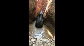 Elephant walks to freedom using earth ramp after falling into well in east India