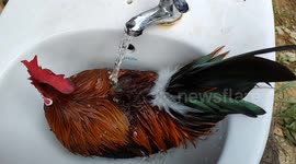 Adorable moment pet chicken enjoys spa at farm in Malaysia