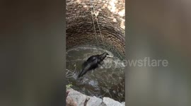 Extended footage of elephant's deep well rescue in India