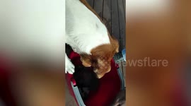 Watch as this Jack Russell Terrier goes head-to-head with a feisty crab