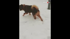 Dog playing in the snow
