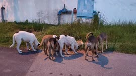 Animal-lover feeds stray dogs amid Covid-19 pandemic in Malaysia