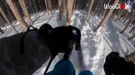Skier Crashes Into Tree