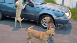 Stray dogs jumped on passerby's car begging for food