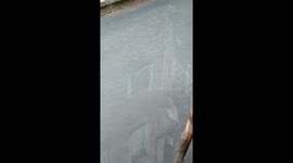 Fish in venice canal