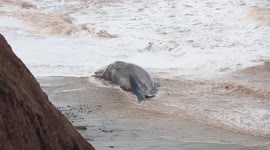 Pod of at least 10 whales washes up on beach in Yorkshire in horror 'mass stranding'