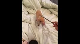 Cutest minipig is getting a massage