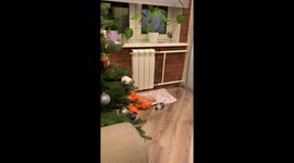 Morning after Christmas party