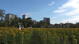 Beautiful field of sunflowers attracts locals posing for selfies in Bangkok