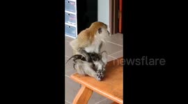 Adorable moment of a wild monkey adopts kitten