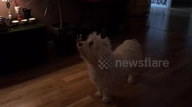 Dogs Celebrate Christmas with Music