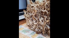 A strange mashroom Grifola frondosa