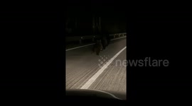 Bosnian driver amazed to find two wild bear cubs running in road