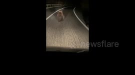 Bosnian driver amazed to find two wild bear cubs running in road
