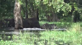 Herd of elephants spotted relocating across lake in Sri Lanka