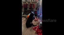 Twas the night before Christmas and Bruin could smell that Santa already came !