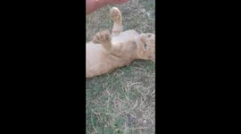 Angry ginger fluff taking revenge