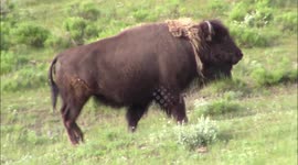 Bison mother defends dead calf from wolf pack in Yellowstone National Park