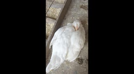 Sleepy chicken