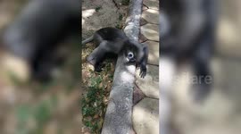 Baby Lemur Takes A Nap On Pavement