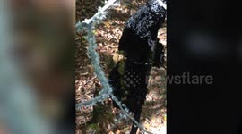 Bizarre Dancing Insects Cover Tree Branch In Georgia