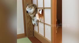 Shiba Inu Dog Breaks Through Paper Door