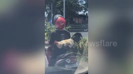 Easy Rooster: cockerel rides pillion on motor scooter seat