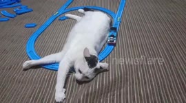 Cat Falls Asleep On Toy Railway Tracks