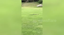 Deadly cobra slithers across golf course in Zimbabwe