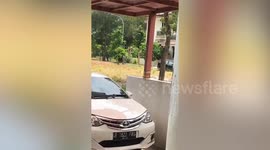 Pet Rooster Follows Owner Jogging In Indonesia