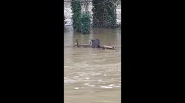 Otter spotted fishing in Bedford floodwaters as Storm Bella hits