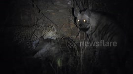 Leopard and hyena share carcass and eat alongside each other in rare moment