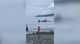 Video shows orcas swimming right by the shoreline, astonishing beachgoers in Washington
