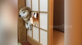 Smiling Shiba Inu dog smashes through Japanese paper door