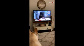 Brady The Dog Barks At Animals On The TV