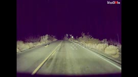 Baby Fox Darting Along And Across The Road At Night, Recorded On Tesla