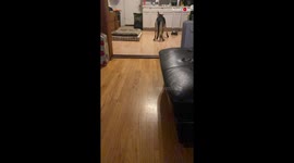 Dogs First Experience With The Remote Control Car