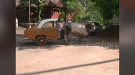 Indian temple authorities update traditional bullock cart with novel new design