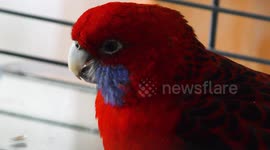 Crimson rosella