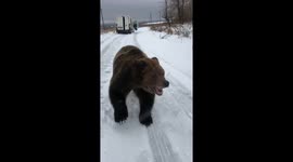The bear runs after the man
