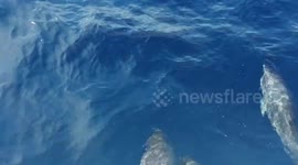 Gran Canaria Dolphins
