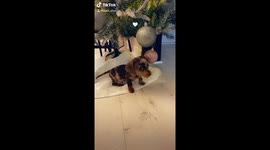 We all want a dachshund under the Christmas tree