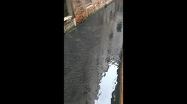 Fish bank in a venice canal