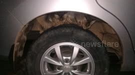 babies cat played on wheel