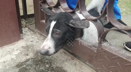 Stray dog with head stuck between bars of iron gate rescued in Thailand