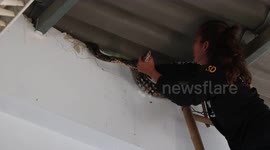 Fearless woman climbs 32ft bamboo ladder to catch python in school hall roof